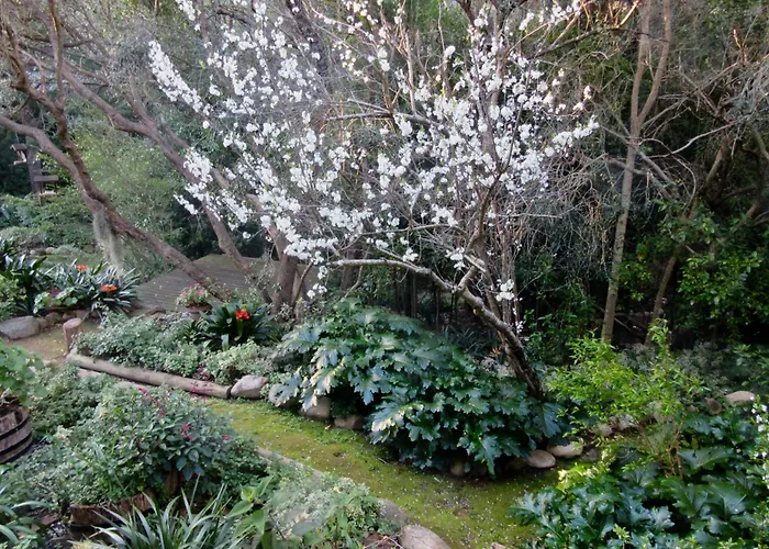 Pecan Tree Studio 2 With Forest View